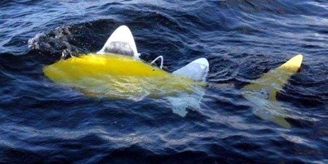 Roboter Fische als Umwelt Detektive