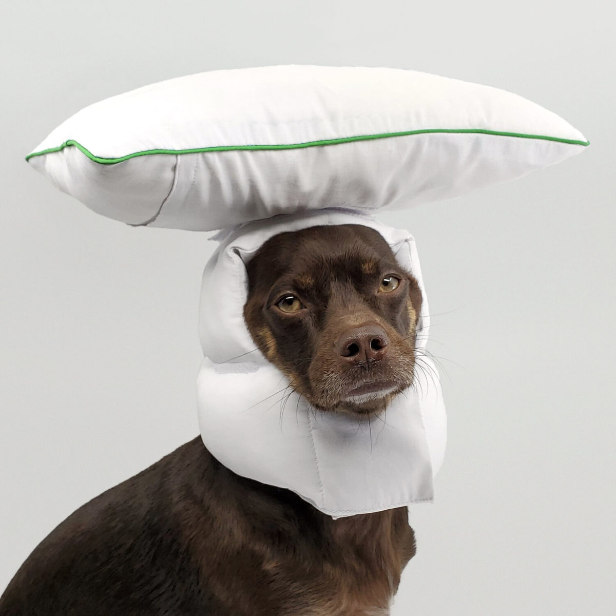 hunde helm